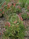 Cotyledon orbiculata oblonga