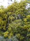 Acacia kettlewelliae pravissima