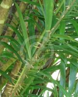 Bactris guineensis