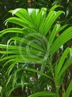 Bactris guineensis