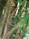 Bactris guineensis