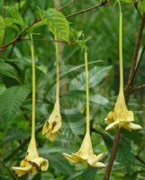 Euclinia longiflora