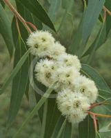 Eucalyptus langleyi