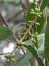 Eucalyptus langleyi