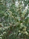 Eucalyptus langleyi