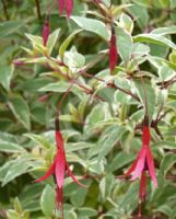 Fuchsia magellanica Gracilis Variegata