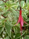 Fuchsia magellanica Gracilis Variegata