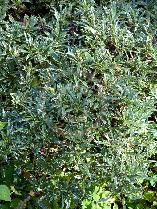 Gardenia Jasminoides Radicans Variegata Variegated Creeping Gardenia