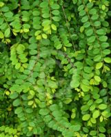 Phyllanthus cochinchinensis