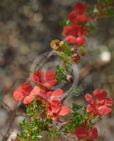 Pileanthus limacis