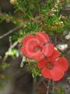 Pileanthus limacis