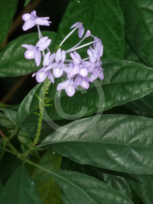 Pseuderanthemum graciflorum, Pseuderanthemum graciliflorum, Pseuderanthemum  andersonii, Blue Twilight, Blue Crossandra, Florida Twilight