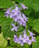 Pseuderanthemum andersonii