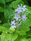 Pseuderanthemum andersonii