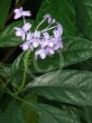 Pseuderanthemum andersonii