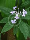 Pseuderanthemum andersonii