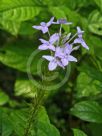 Pseuderanthemum andersonii