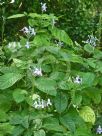 Pseuderanthemum andersonii