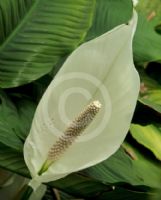 Spathiphyllum Mauna Loa