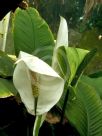 Spathiphyllum Mauna Loa