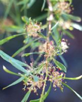 Grevillea diversifolia