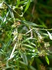 Grevillea diversifolia