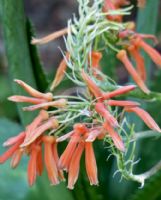 Aloe greatheadii davyana