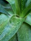 Aloe greatheadii davyana