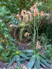 Aloe greatheadii davyana