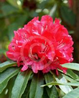 Rhododendron delavayi peramoenum