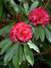 Rhododendron delavayi peramoenum