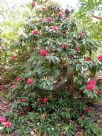 Rhododendron delavayi peramoenum