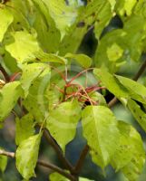 Sinoadina racemosa