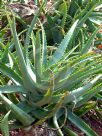 Aloe dawei