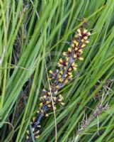 Lomandra confertifolia rubiginosa Mist