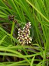 Lomandra confertifolia rubiginosa Mist