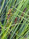 Lomandra confertifolia rubiginosa Mist