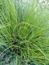 Lomandra confertifolia rubiginosa Mist