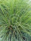 Lomandra confertifolia rubiginosa Mist