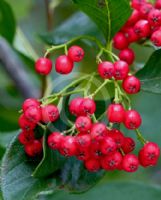 Cotoneaster frigidus