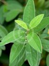 Cotoneaster frigidus