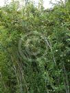 Cotoneaster frigidus