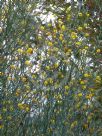 Acacia aphylla