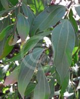 Acacia binervata