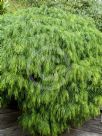 Acacia cognata Green Mist