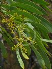 Acacia fasciculifera