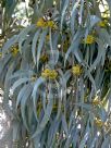 Acacia harpophylla