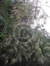 Acacia linifolia