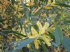 Acacia longifolia longifolia