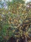 Acacia longifolia longifolia